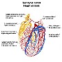 naczynia serca plen