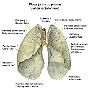 pluca pulmones1 opis plen
