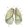 pluca pulmones1 test