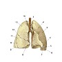 pluca pulmones test