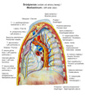 Sr�dpiersie/Mediastinum.