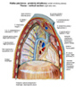 Klatka piersiowa-przekr�j strza�kowy.